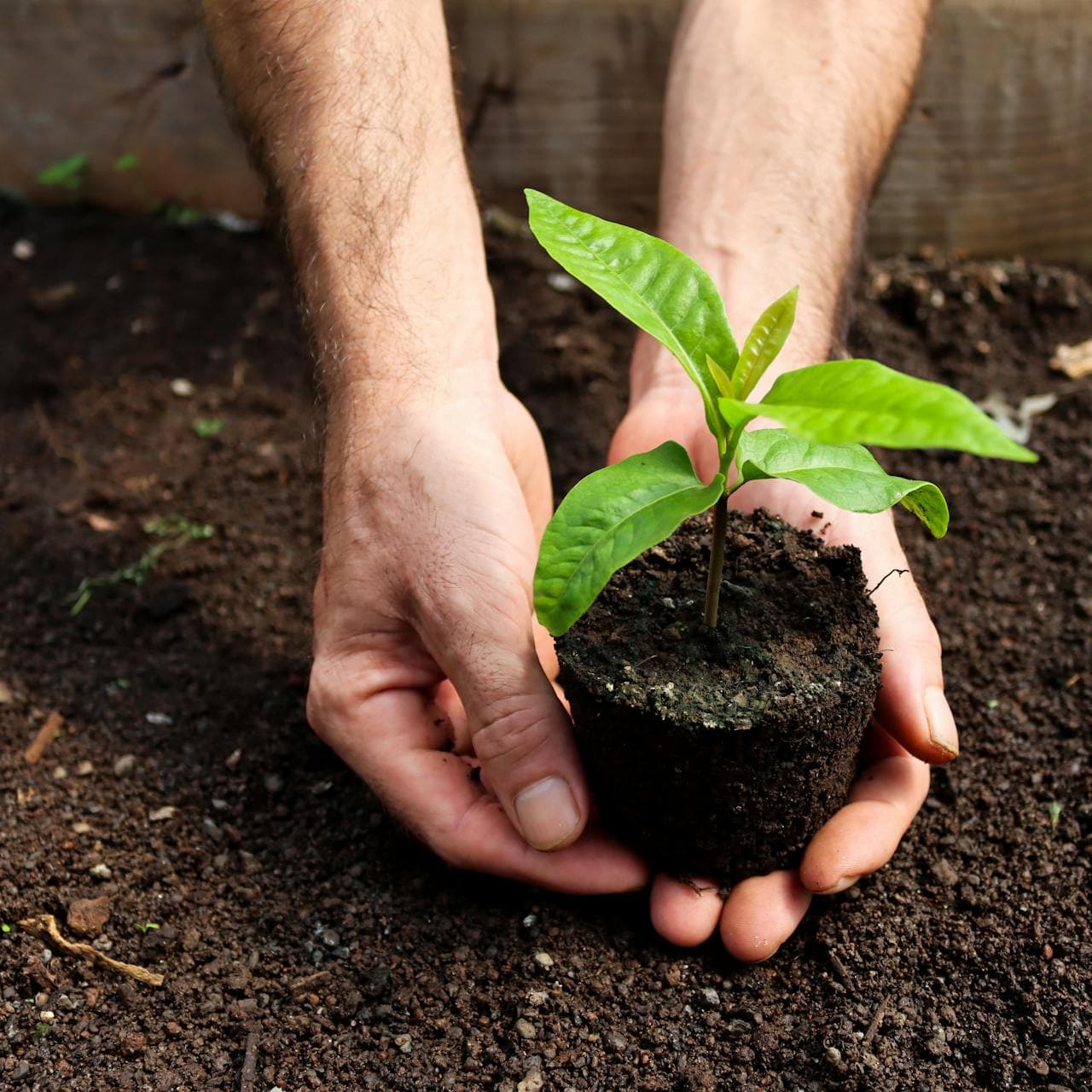 Northern Nigeria Reforestation